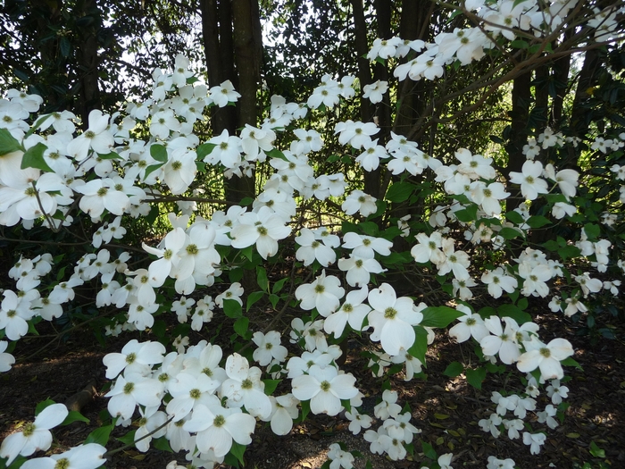 Flowering Dogwood - Cornus from Roots Garden Center Inc