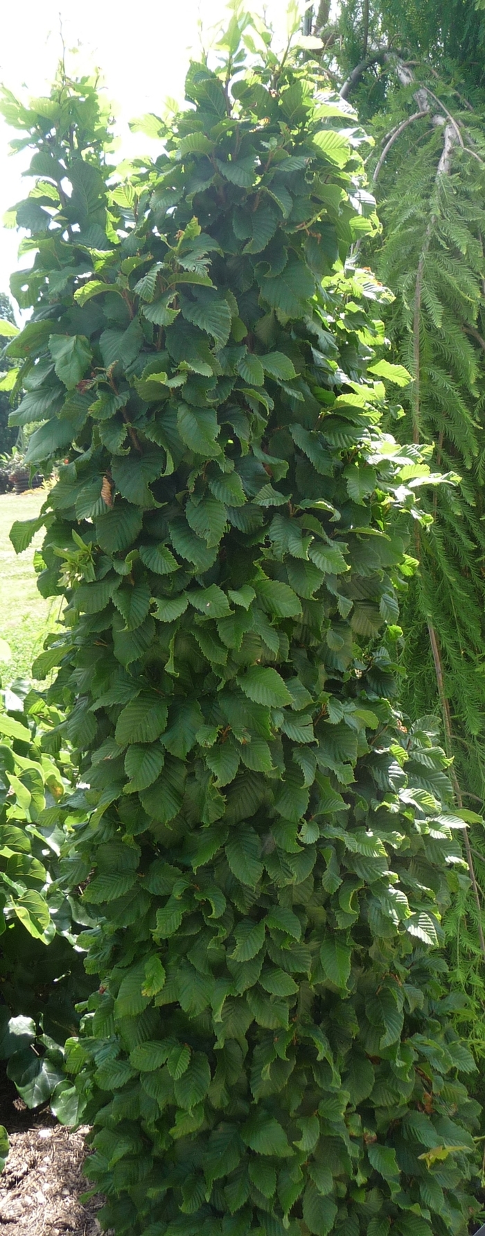 'Columnaris Nana' Common Hornbeam - Carpinus betulus from Roots Garden Center Inc