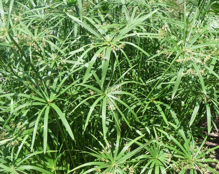 Umbrella Plant - Cyperus alternifolis from Roots Garden Center Inc