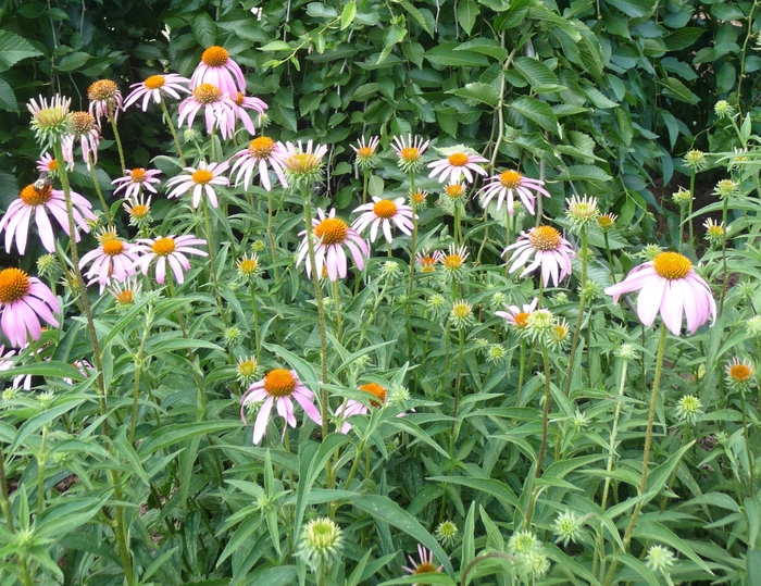 Purple Coneflower - Echinacea purpurea from Roots Garden Center Inc