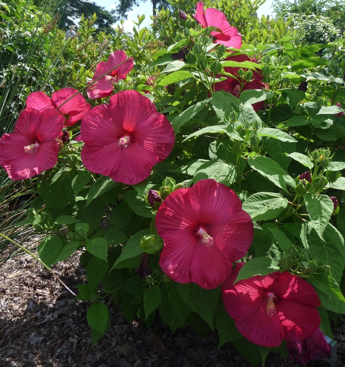 Luna™ 'Red' - Hibiscus moscheutos (Hardy Hibiscus) from Roots Garden Center Inc