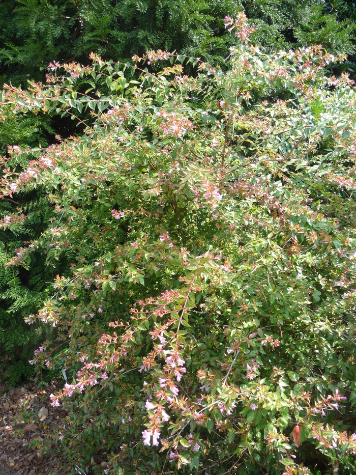Abelia - Abelia parvifolia from Roots Garden Center Inc