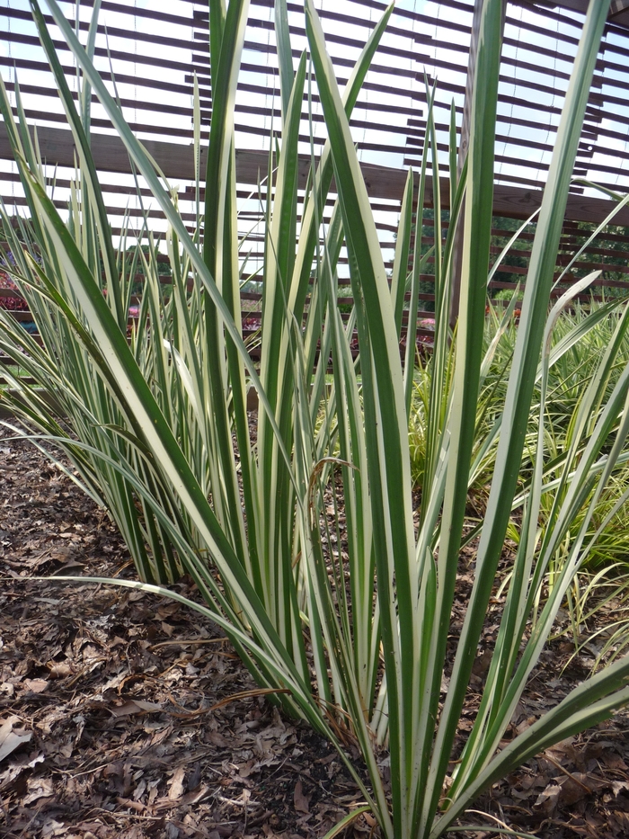 'Variegatus' Sweet Flag - Acorus calamus from Roots Garden Center Inc