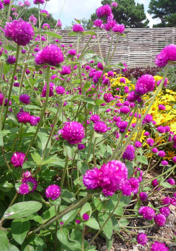 Las Vegas 'Purple' - Gomphrena globosa (Globe Aramanth) from Roots Garden Center Inc