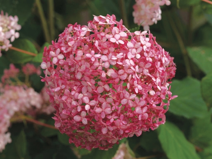Invincibelle® Spirit - Hydrangea arborescens from Roots Garden Center Inc
