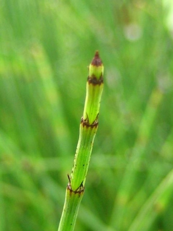 Scouring Rush - Equisetum hyemale from Roots Garden Center Inc