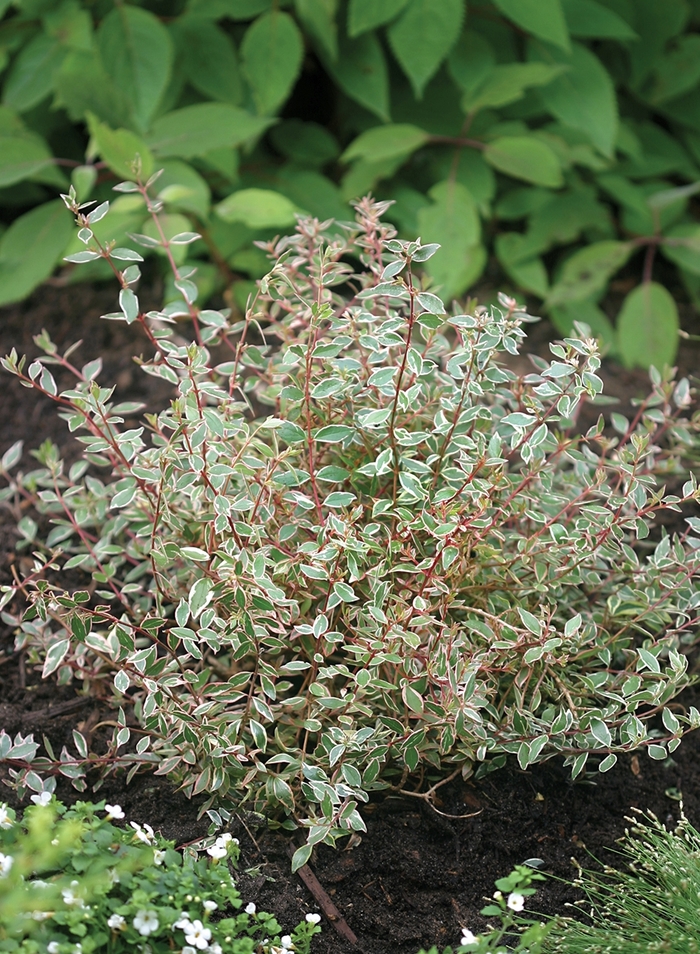 Silver Anniversary™ - Abelia from Roots Garden Center Inc