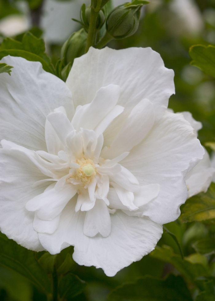 ''White Chiffon®'' Rose of Sharon - Hibiscus syriacus from Roots Garden Center Inc