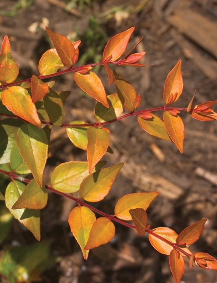 Color Choice® Bronze Anniversary® - Abelia x grandiflora 'Rika1' PP20568 from Roots Garden Center Inc