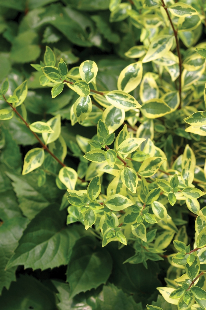 Golden Anniversary™ - Abelia from Roots Garden Center Inc