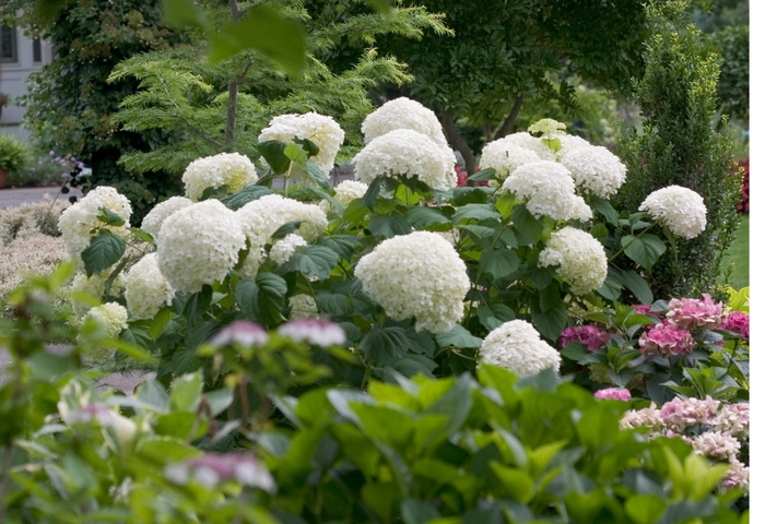 Incrediball® Smooth Hydrangea - Hydrangea arborescens from Roots Garden Center Inc