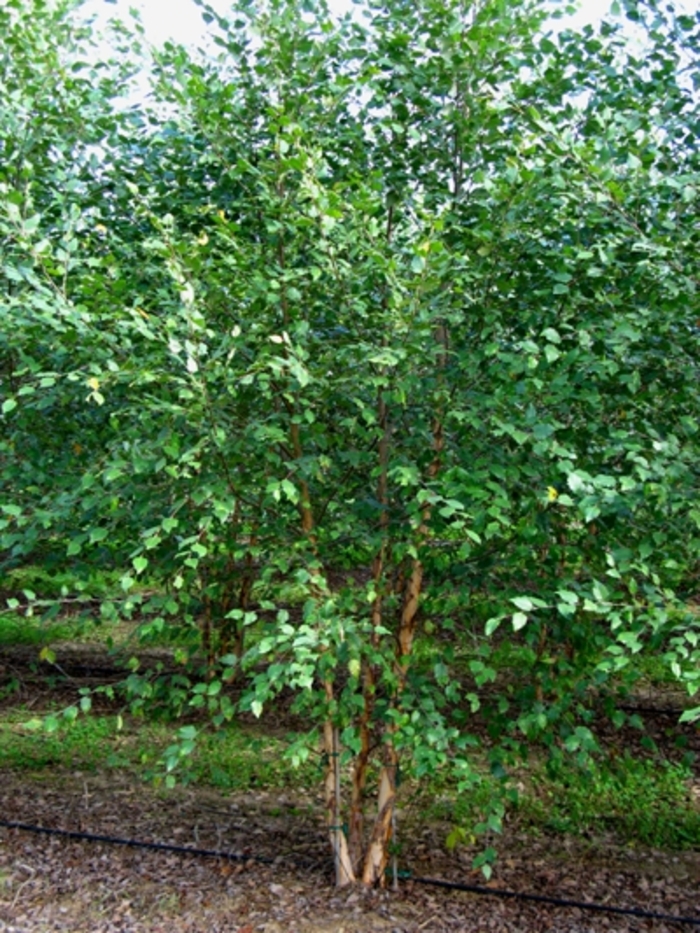 Dura Heat® River Birch - Betula nigra from Roots Garden Center Inc