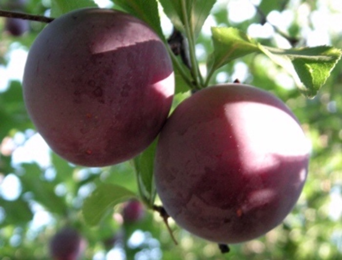 'Santa Rosa' Plum - Prunus salicina from Roots Garden Center Inc