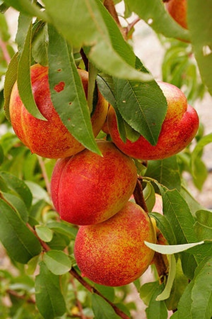 Red Gold Nectarine - Prunus persica var. nucipersica from Roots Garden Center Inc