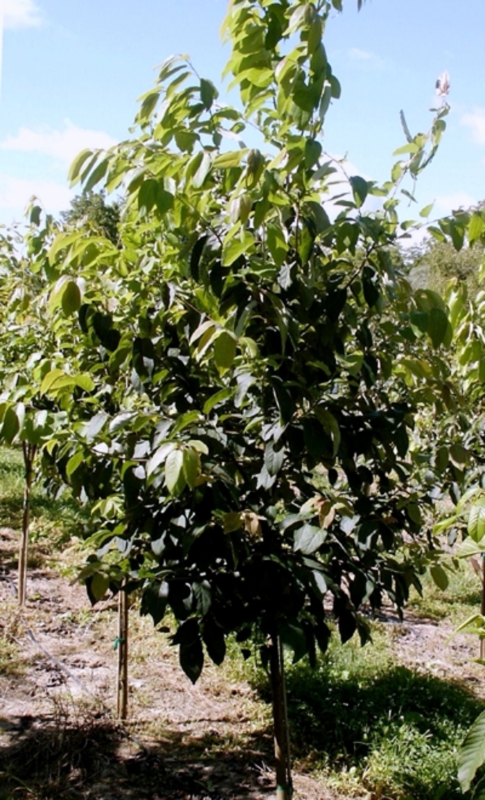 Common Persimmon - Diospyros virginiana from Roots Garden Center Inc