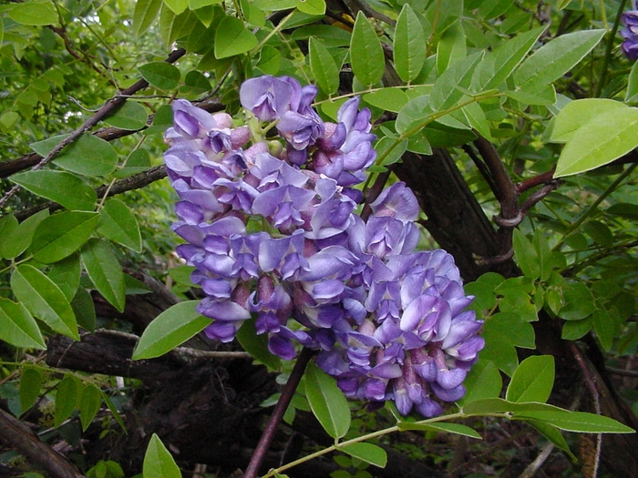 Amethyst Falls Wisteria - Wistera frutescens 'Amethyst Falls' from Roots Garden Center Inc