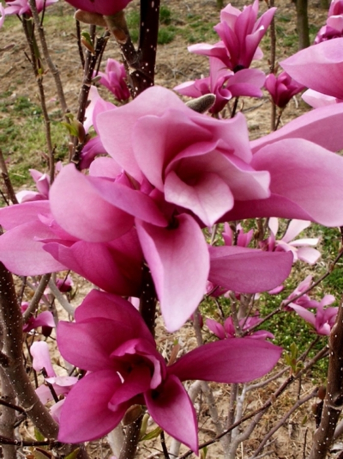 'Jane' - Magnolia from Roots Garden Center Inc