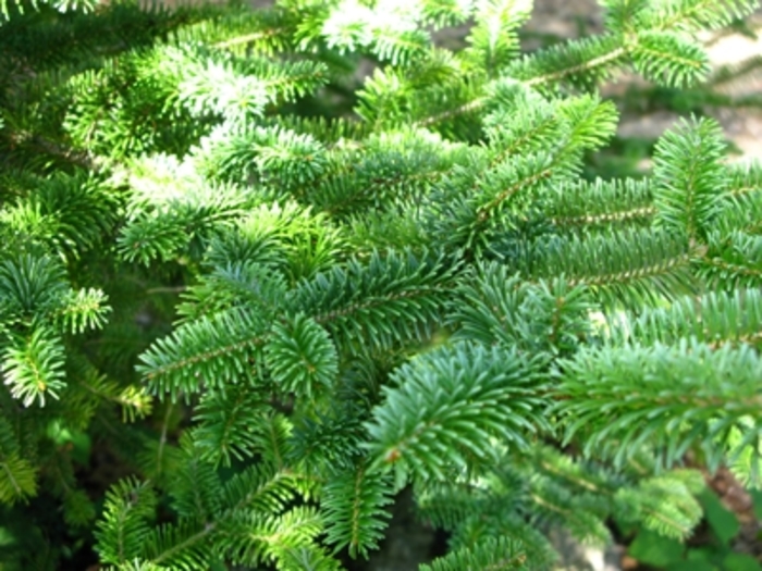 Canaan Fir - Abies balsamea var. phanerolepis (Canaan Fir) from Roots Garden Center Inc