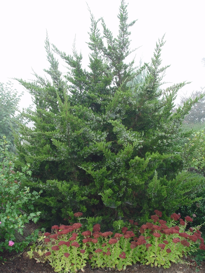 Eastern Red Cedar - Juniperus virginiana from Roots Garden Center Inc