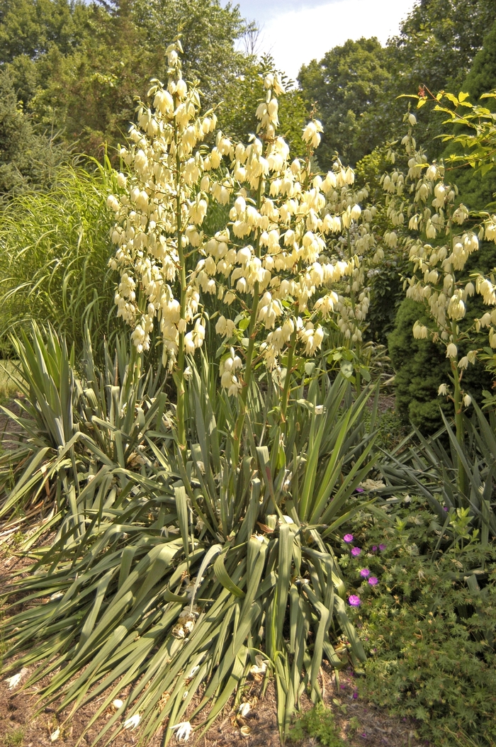 Adam's Needle - Yucca filamentosa from Roots Garden Center Inc