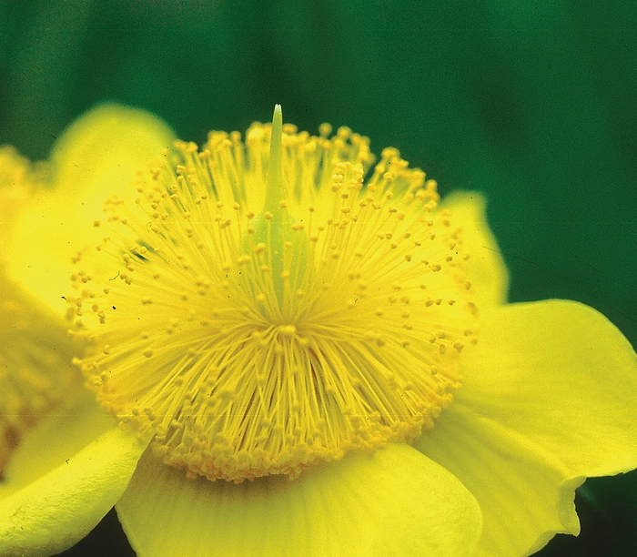 ''Sunburst'' Sunburst Hypericum - Hypericum frondosum from Roots Garden Center Inc
