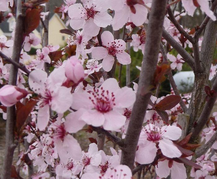 'Krauter Vesuvius' Purple Leaf Plum - Prunus cerasifera from Roots Garden Center Inc