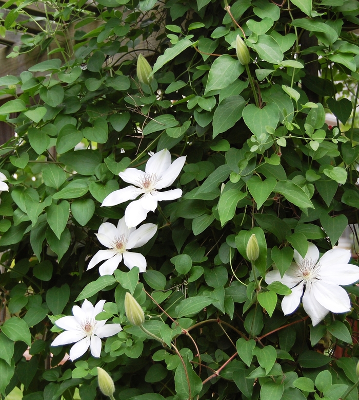 'Henryi' - Clematis from Roots Garden Center Inc