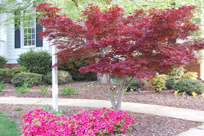 'Bloodgood' Japanese Maple - Acer palmatum var. atropurpureum from Roots Garden Center Inc