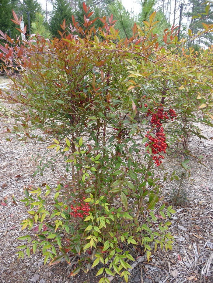 'Compacta' Compact Nandina - Nandina domestica from Roots Garden Center Inc