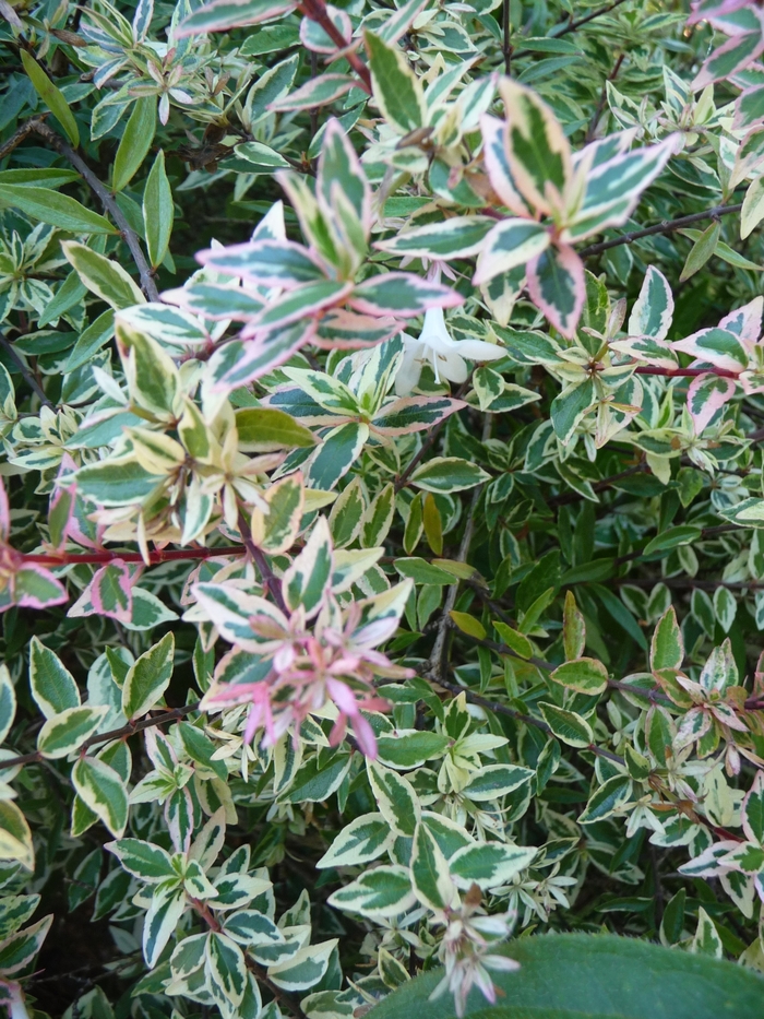 Confetti® Glossy Abelia - Abelia x grandiflora ''Conti'' (Glossy Abelia) from Roots Garden Center Inc