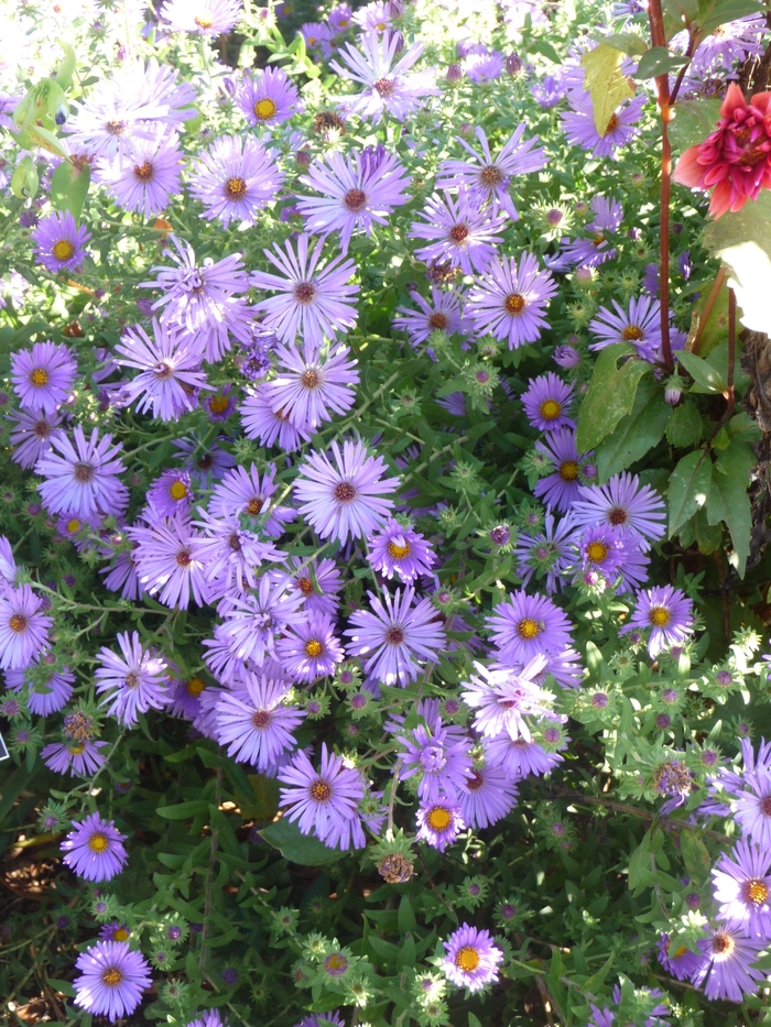 Aromatic Aster - Aster oblongifolius from Roots Garden Center Inc
