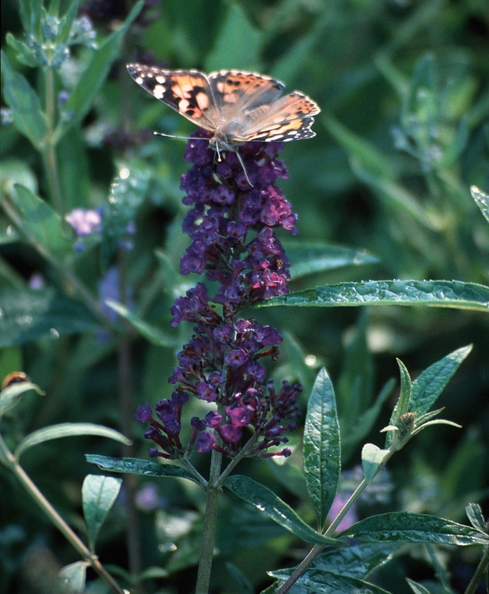 'Black Knight' Butterfly Bush - Buddleia davidii from Roots Garden Center Inc