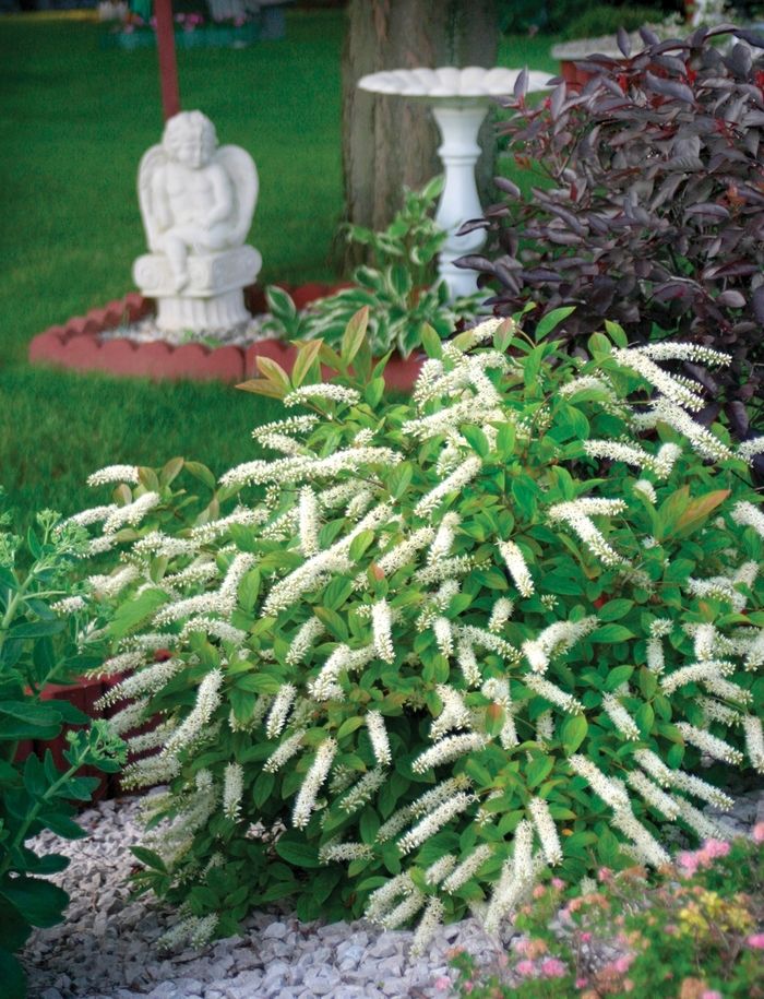 ''Little Henry®'' Sweetspire - Itea virginica from Roots Garden Center Inc
