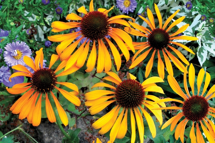 Coneflower - Echinacea 'Phoenix' from Roots Garden Center Inc