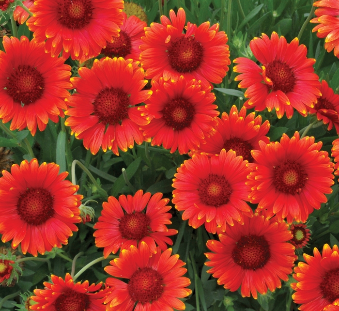Mesa™ 'Red' - Gaillardia x grandiflora (Blanket Flower) from Roots Garden Center Inc