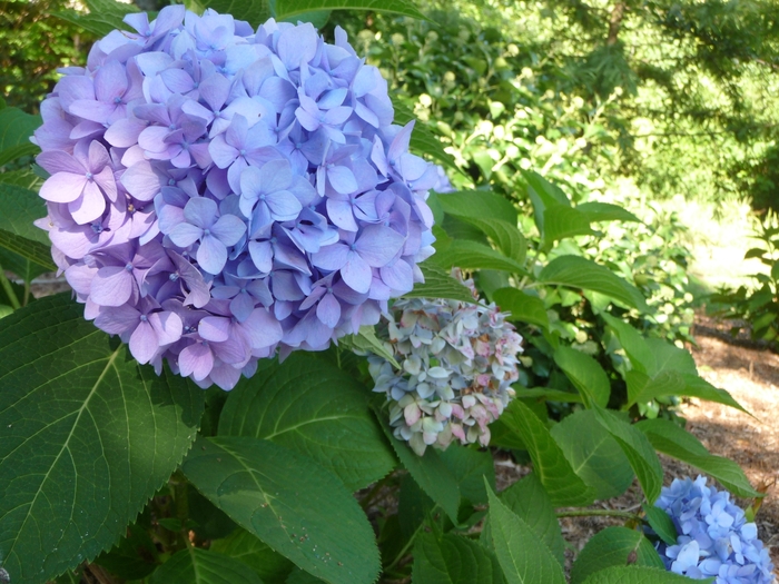 'Penny Mac' Bigleaf Hydrangea - Hydrangea macrophylla from Roots Garden Center Inc