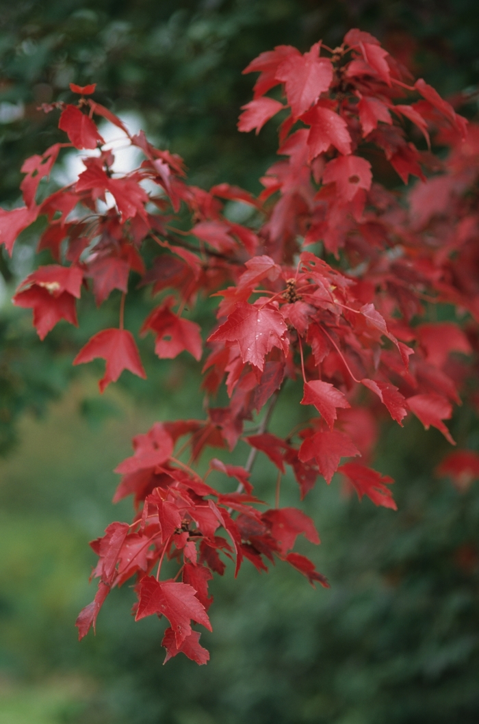 ''Autumn Flame'' Red Maple - Acer rubrum from Roots Garden Center Inc