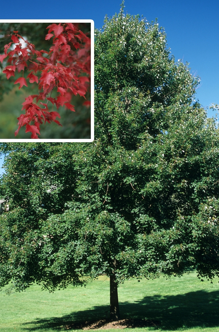 ''Autumn Flame'' Red Maple - Acer rubrum from Roots Garden Center Inc