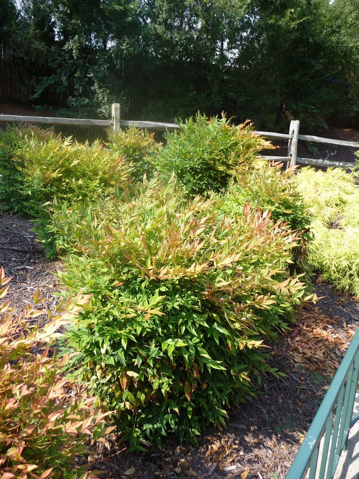 'Gulf Stream' Heavenly Bamboo - Nandina domestica from Roots Garden Center Inc