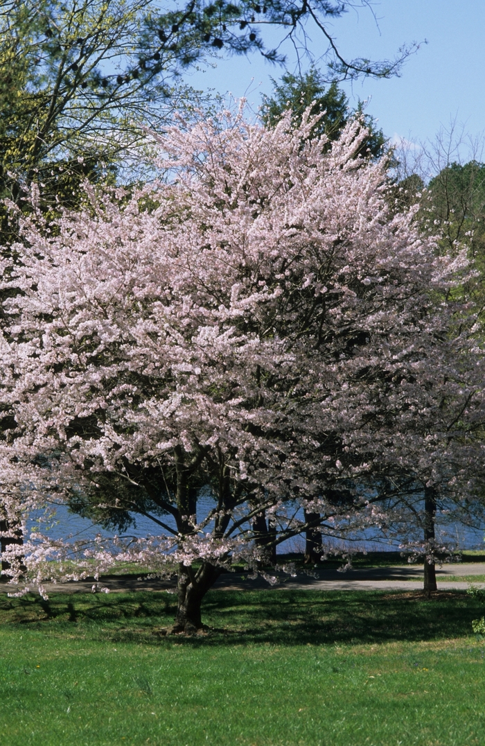 Yoshino Cherry - Prunus x yedoensis from Roots Garden Center Inc