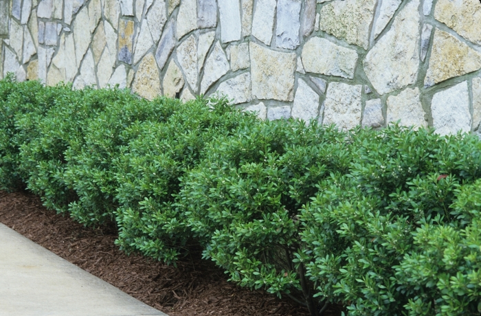 'Soft Touch' Compact Japanese Holly - Ilex crenata from Roots Garden Center Inc