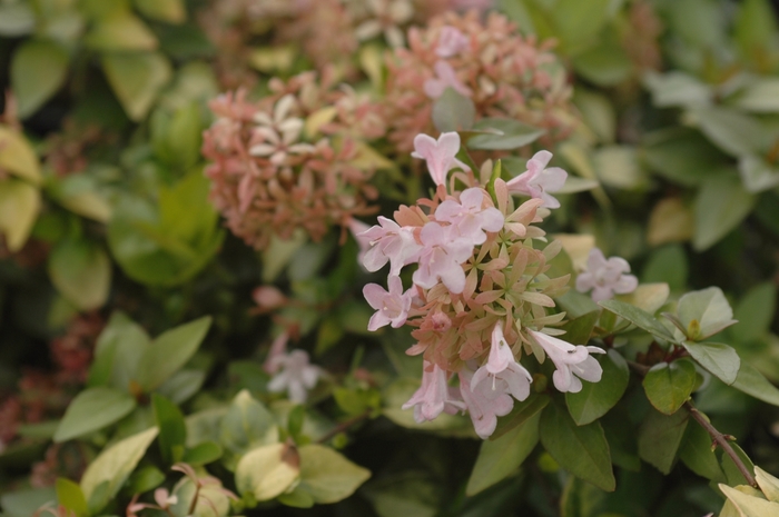 Canyon Creek Glossy Abelia - Abelia x 'Canyon Creek' from Roots Garden Center Inc