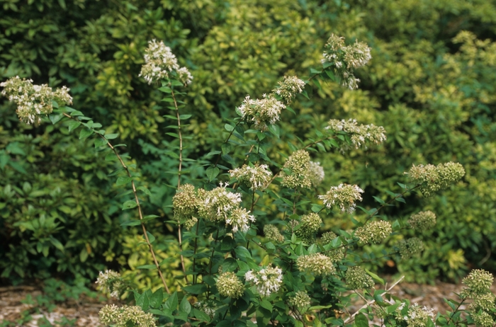 Chinese Abelia - Abelia chinensis from Roots Garden Center Inc