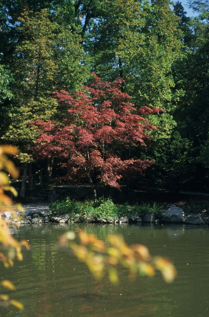 Maple - Acer from Roots Garden Center Inc
