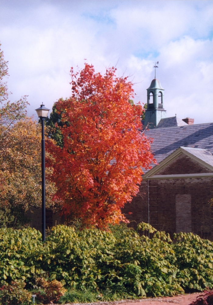 'Bonfire™' Sugar Maple - Acer saccharum from Roots Garden Center Inc