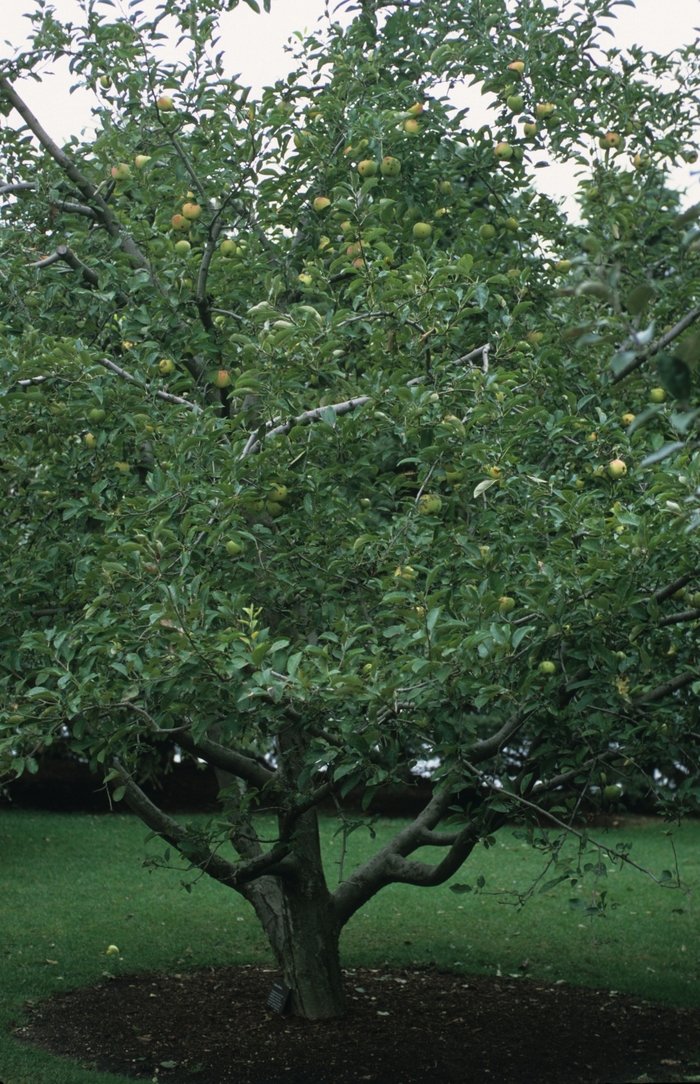 'Golden Delicious' Apple - Malus domestica from Roots Garden Center Inc