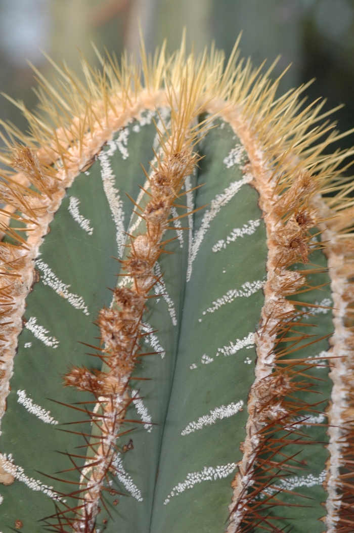 Cactus - Astrophytum ornatum mirbellii from Roots Garden Center Inc