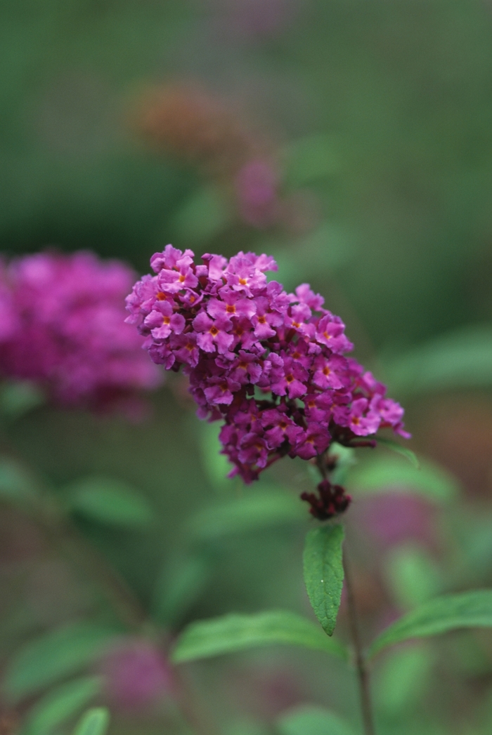'Nanho Purple' Butterfly Bush - Buddleia davidii from Roots Garden Center Inc