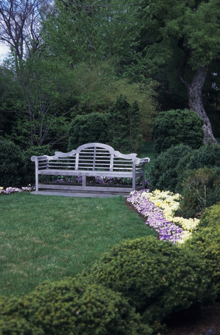 Boxwood - Buxus from Roots Garden Center Inc