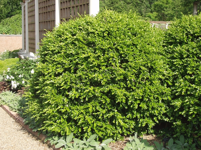 Boxwood - Buxus microphylla japonica from Roots Garden Center Inc